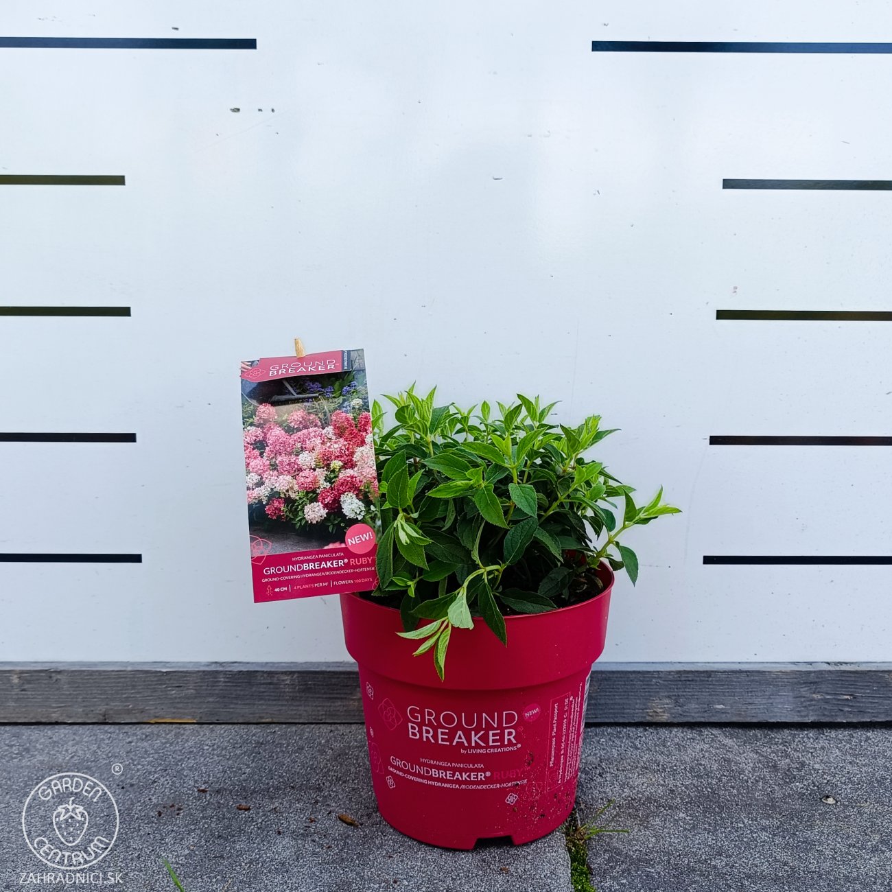 Obrázok Hortenzia metlinatá (Hydrangea paniculata) ´GROUNDBREAKER® RUBY´ by LIVING CREATIONS®´ - výška 10-20 cm, kont. C3L